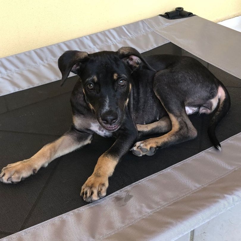 Sophia, a Adoptable mixed breed in Las Jarretaderas, NAY image 5/6