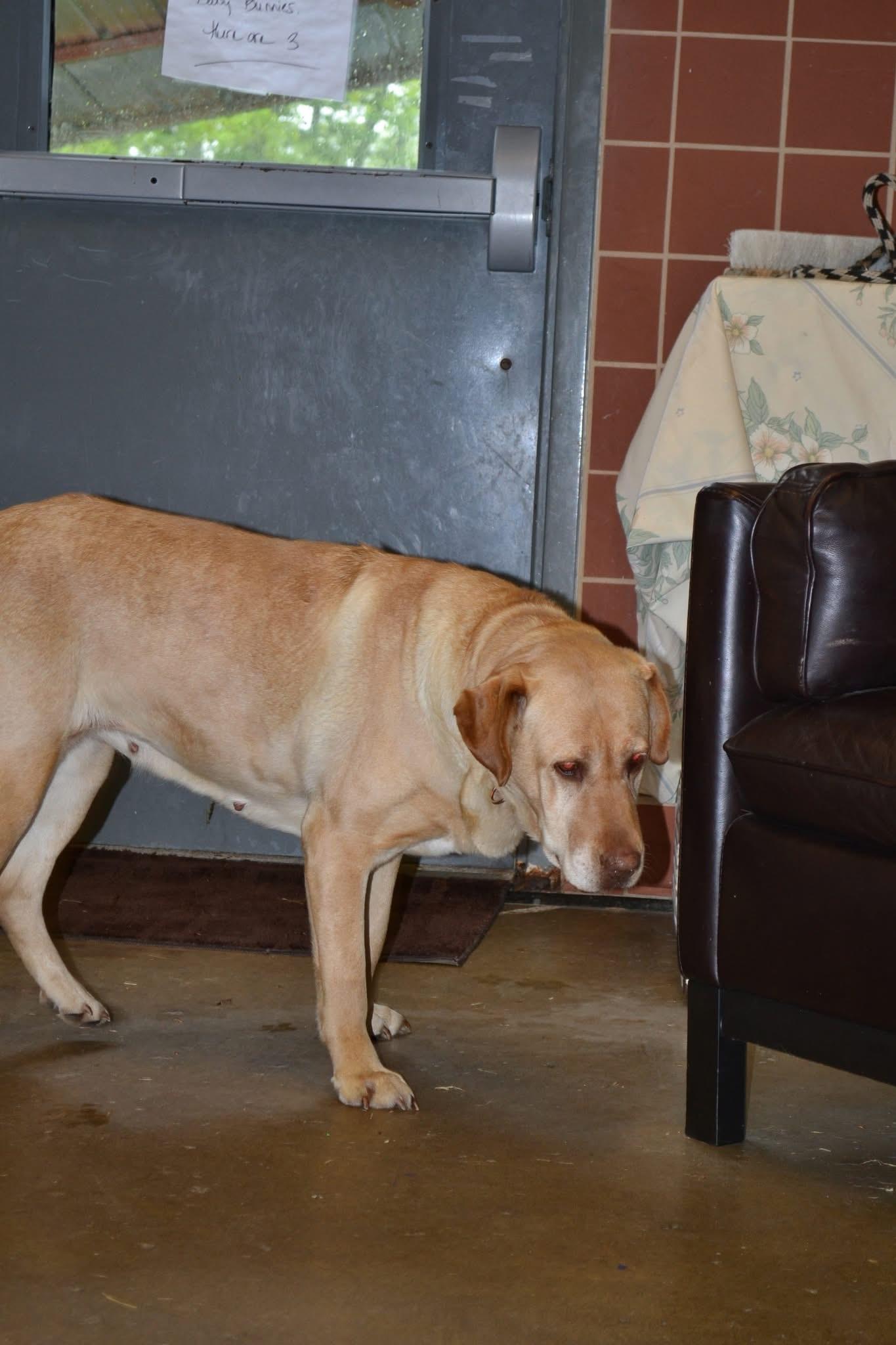 Petula, an adopted mixed breed in Chardon, OH image 2/4
