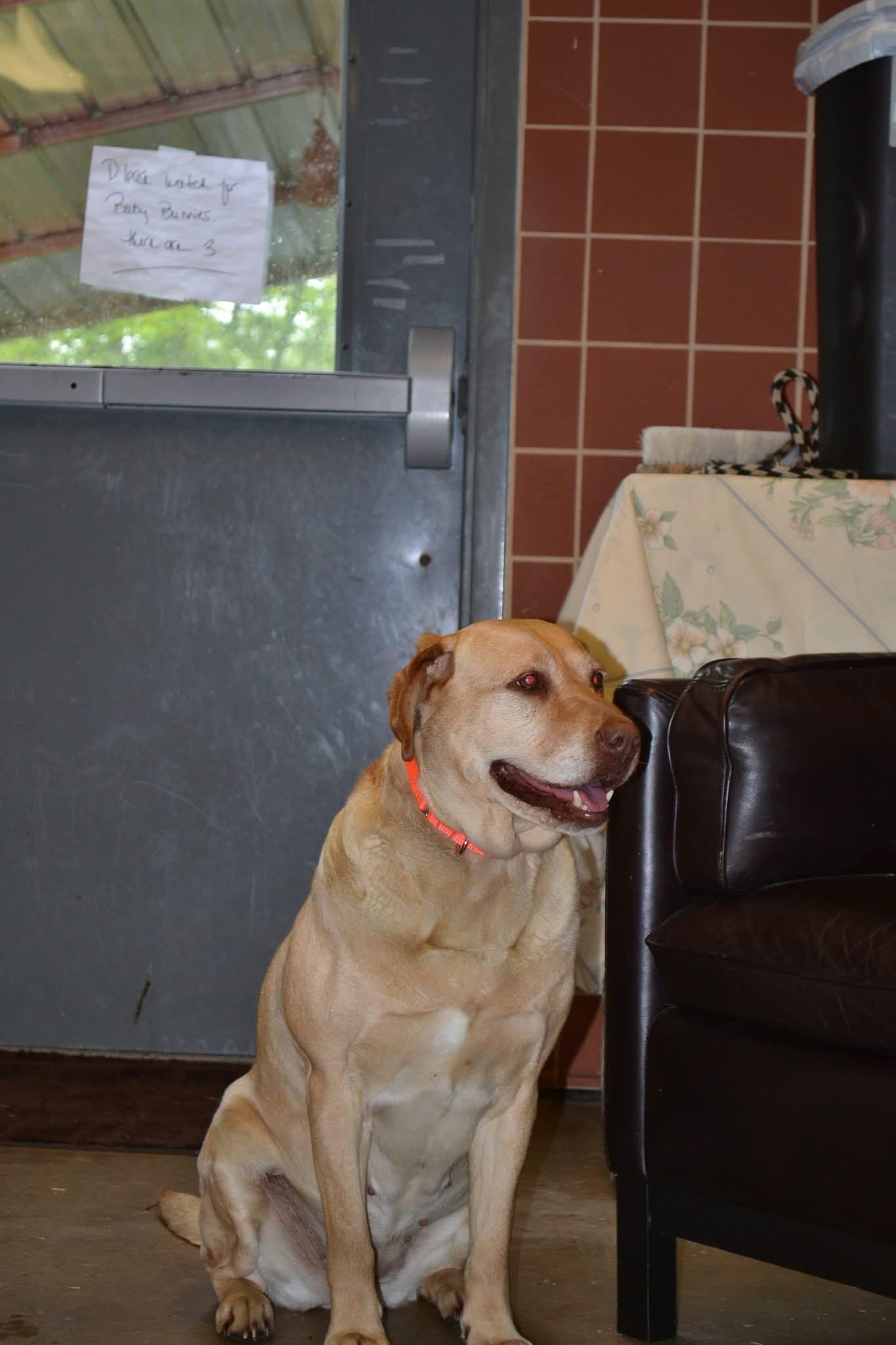 Petula, an adopted mixed breed in Chardon, OH image 3/4