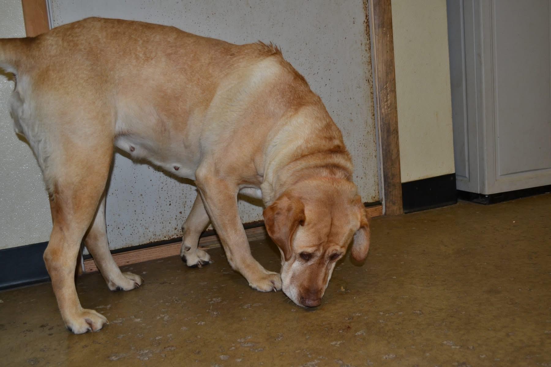 Petula, an adopted mixed breed in Chardon, OH image 4/4
