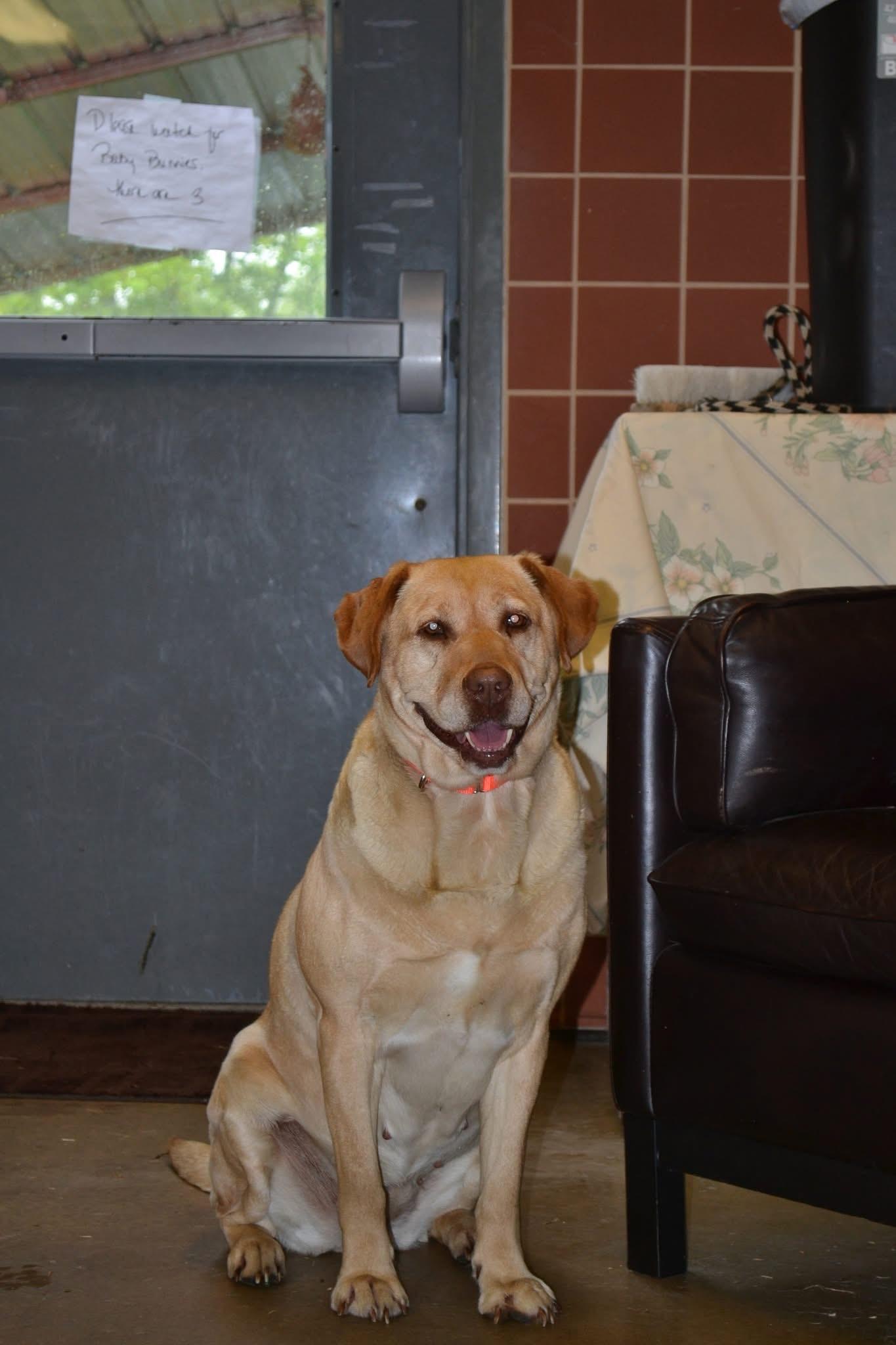 Petula, adopted, Young Female Labrador Retriever.
