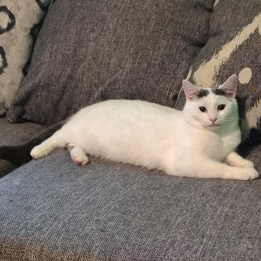 Cinderella, Adoptable, Young Female Domestic Short Hair & Domestic Medium Hair.