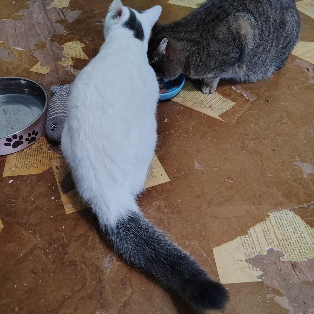 Enlarge Cinderella, a Adoptable mixed breed in Kinston, NC image 5/6