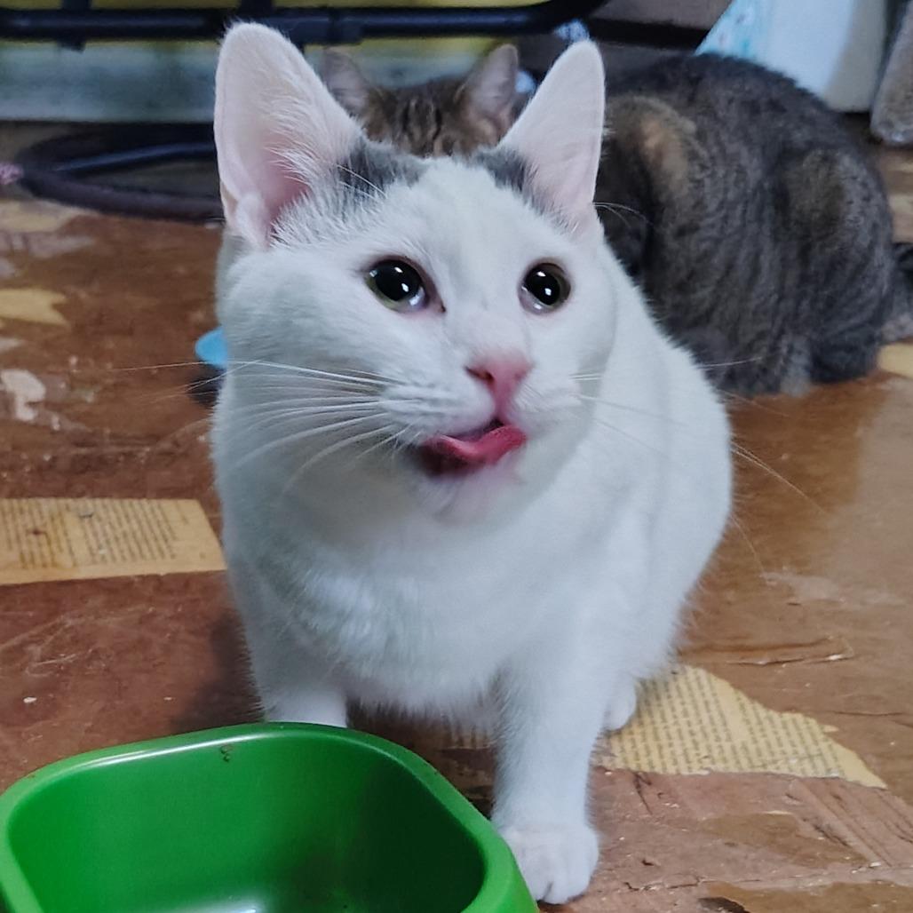 Enlarge Cinderella, a Adoptable mixed breed in Kinston, NC image 3/6