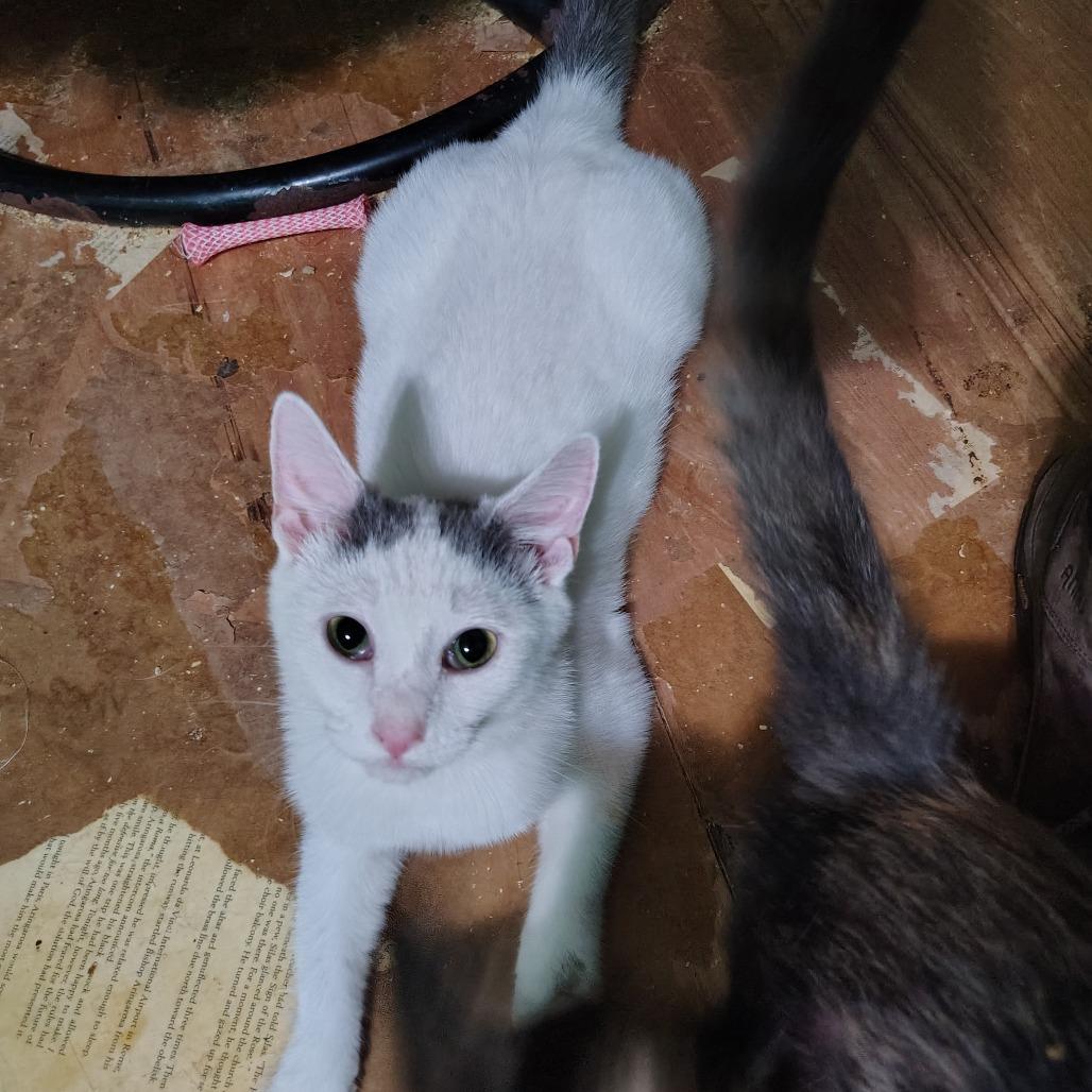 Enlarge Cinderella, a Adoptable mixed breed in Kinston, NC image 6/6