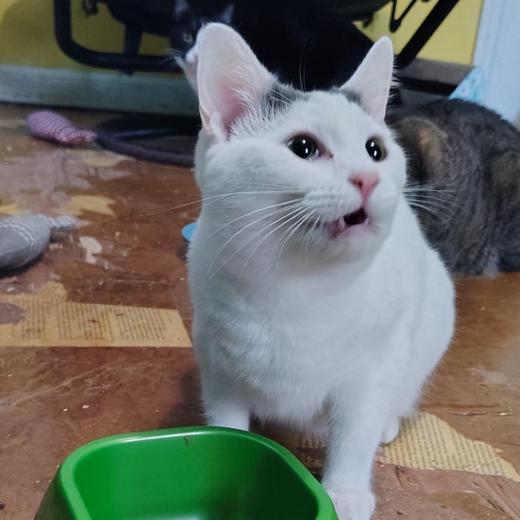 Enlarge Cinderella, a Adoptable mixed breed in Kinston, NC image 2/6