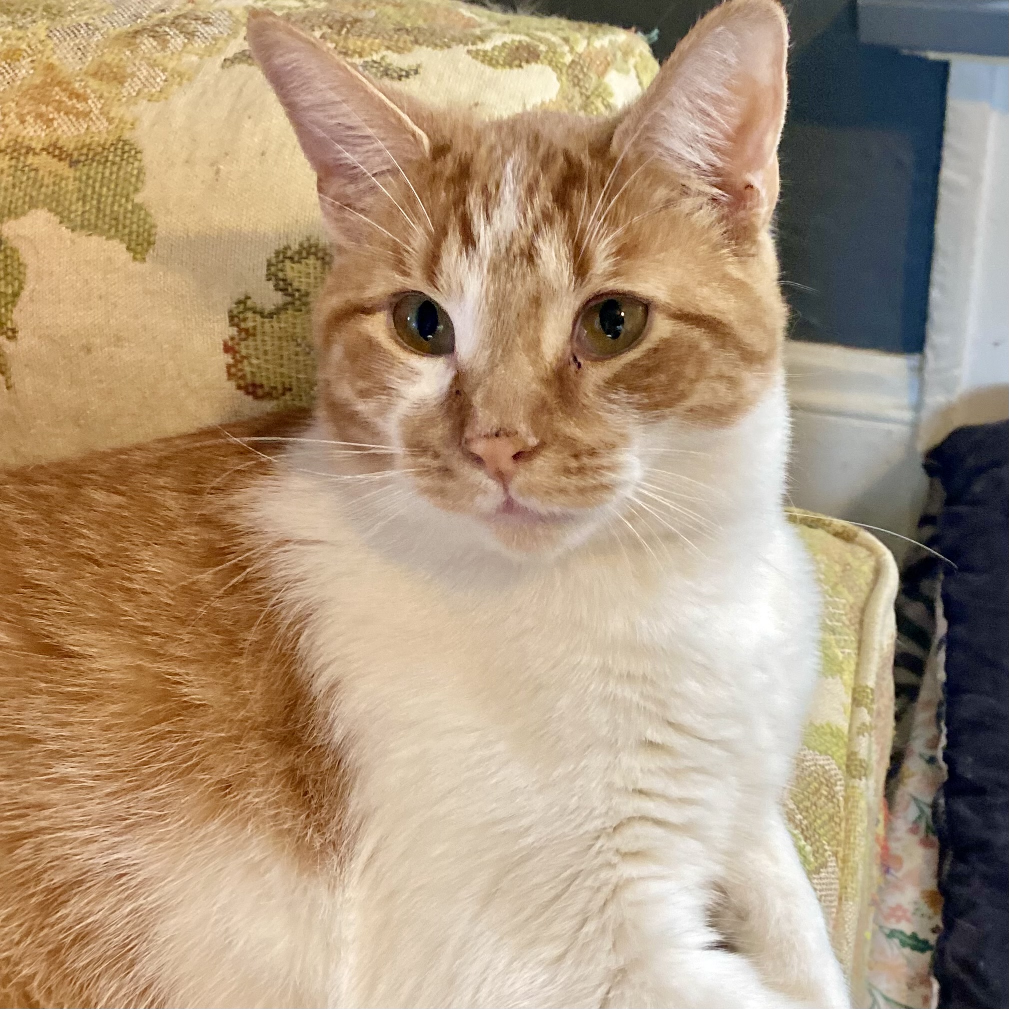 Cat for adoption Hey Stephen, an American Shorthair in Akron, OH