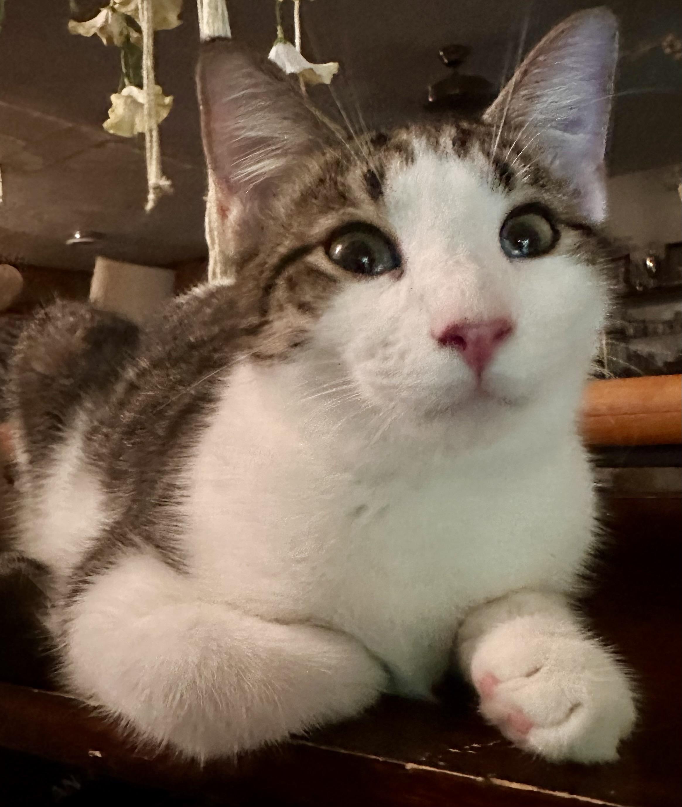 Enlarge Harley, a Adoptable Domestic Short Hair in Fayetteville, NC image 2/6