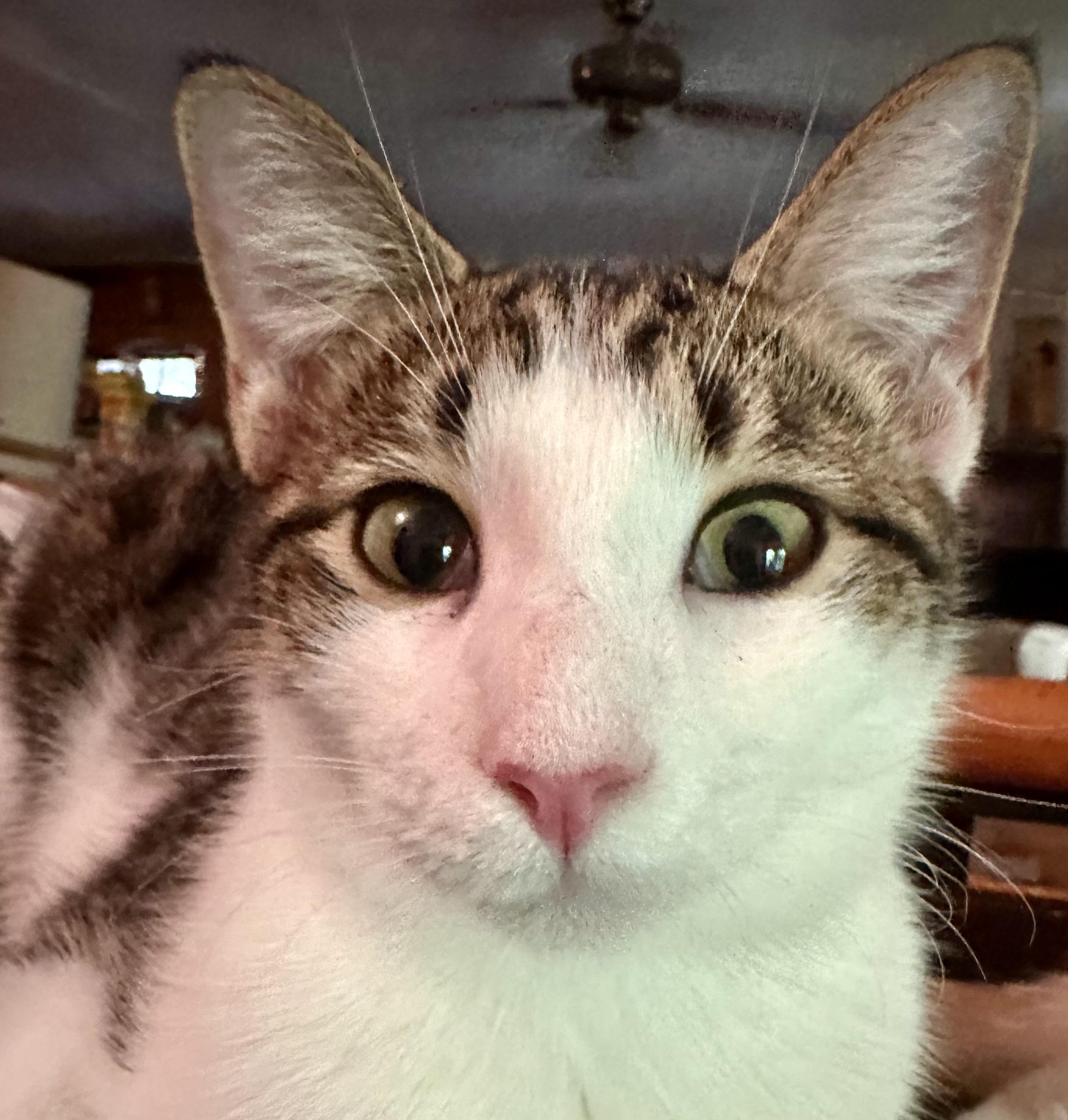 Enlarge Harley, a Adoptable Domestic Short Hair in Fayetteville, NC image 5/6