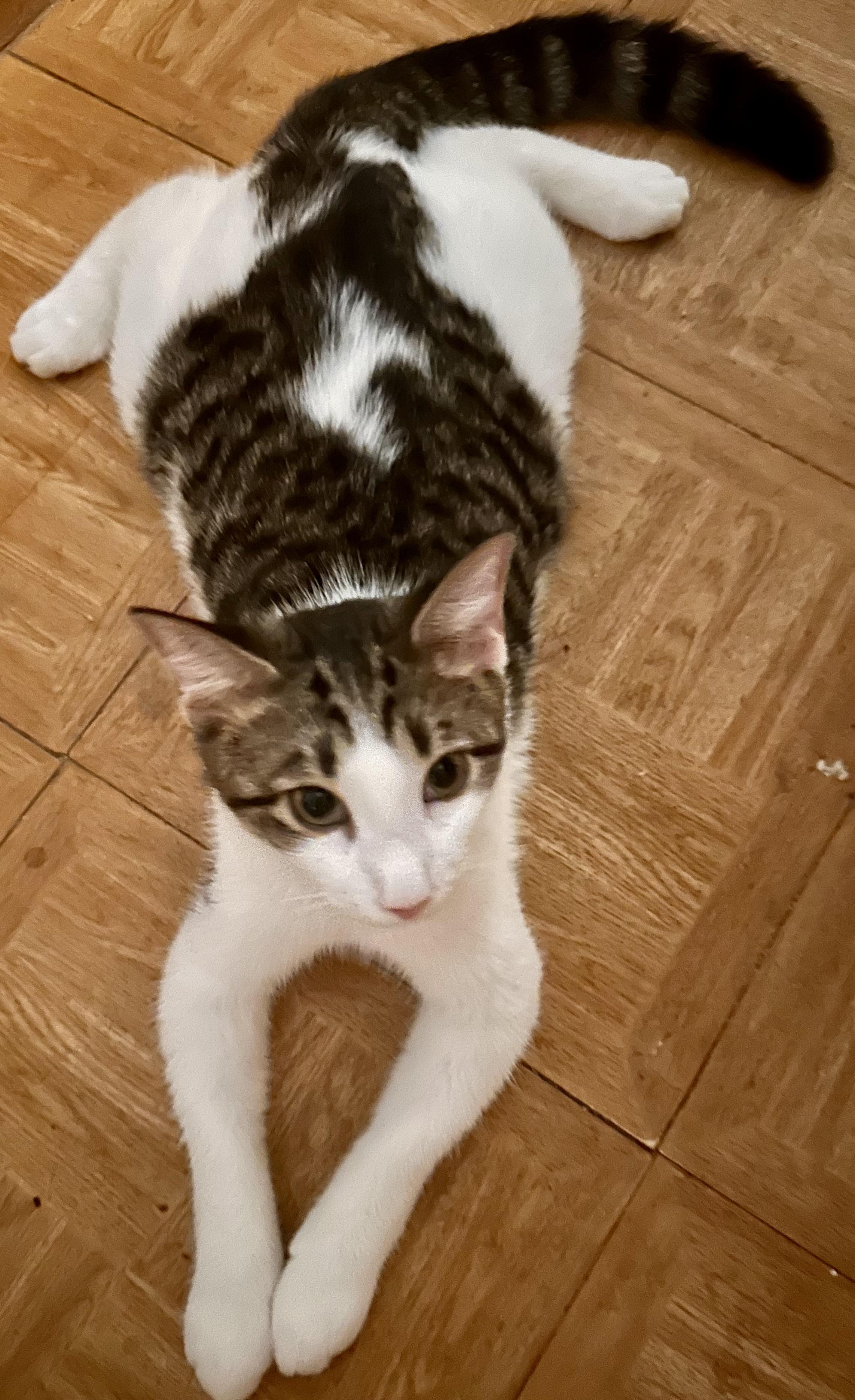 Enlarge Harley, a Adoptable Domestic Short Hair in Fayetteville, NC image 6/6
