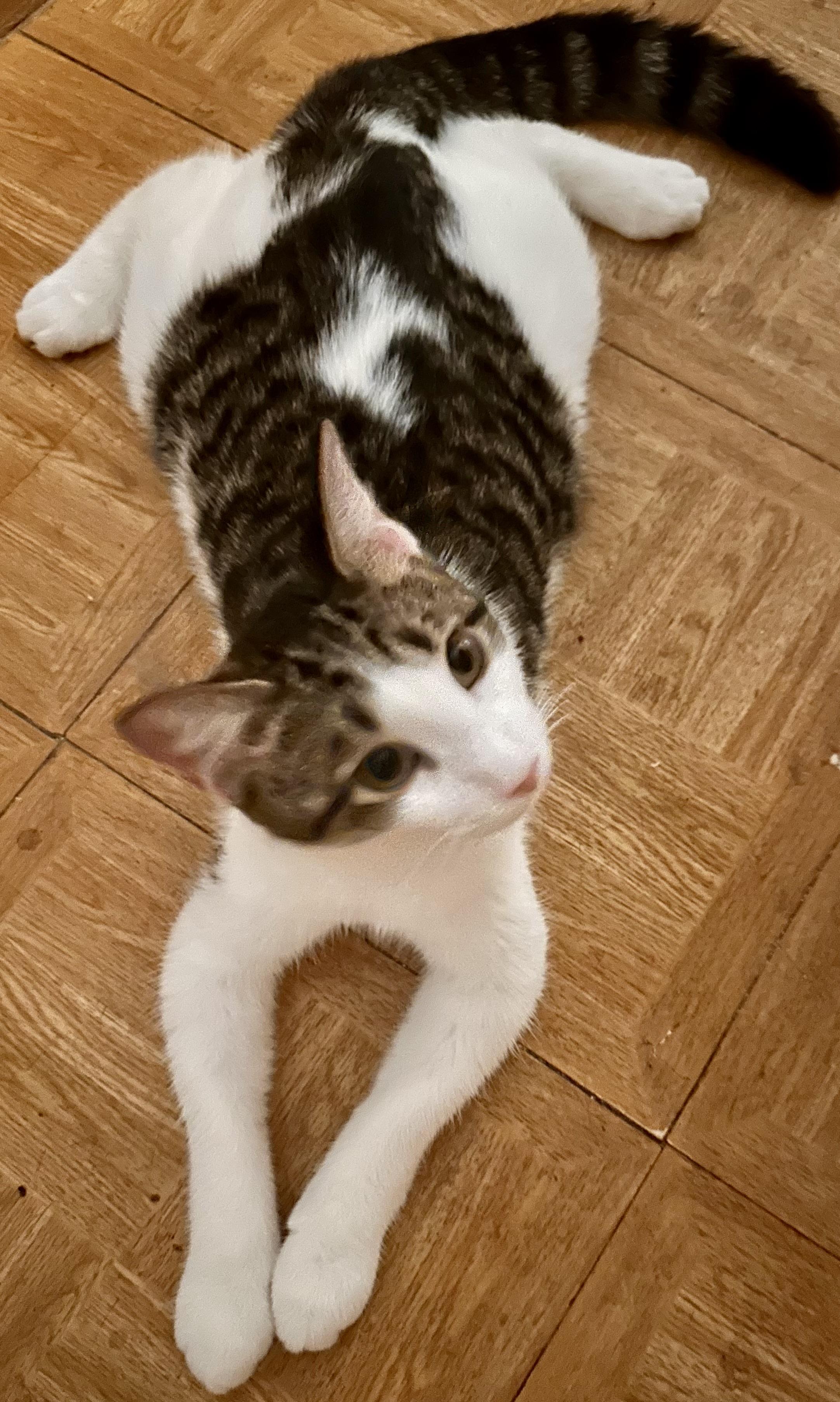 Enlarge Harley, a Adoptable Domestic Short Hair in Fayetteville, NC image 4/6