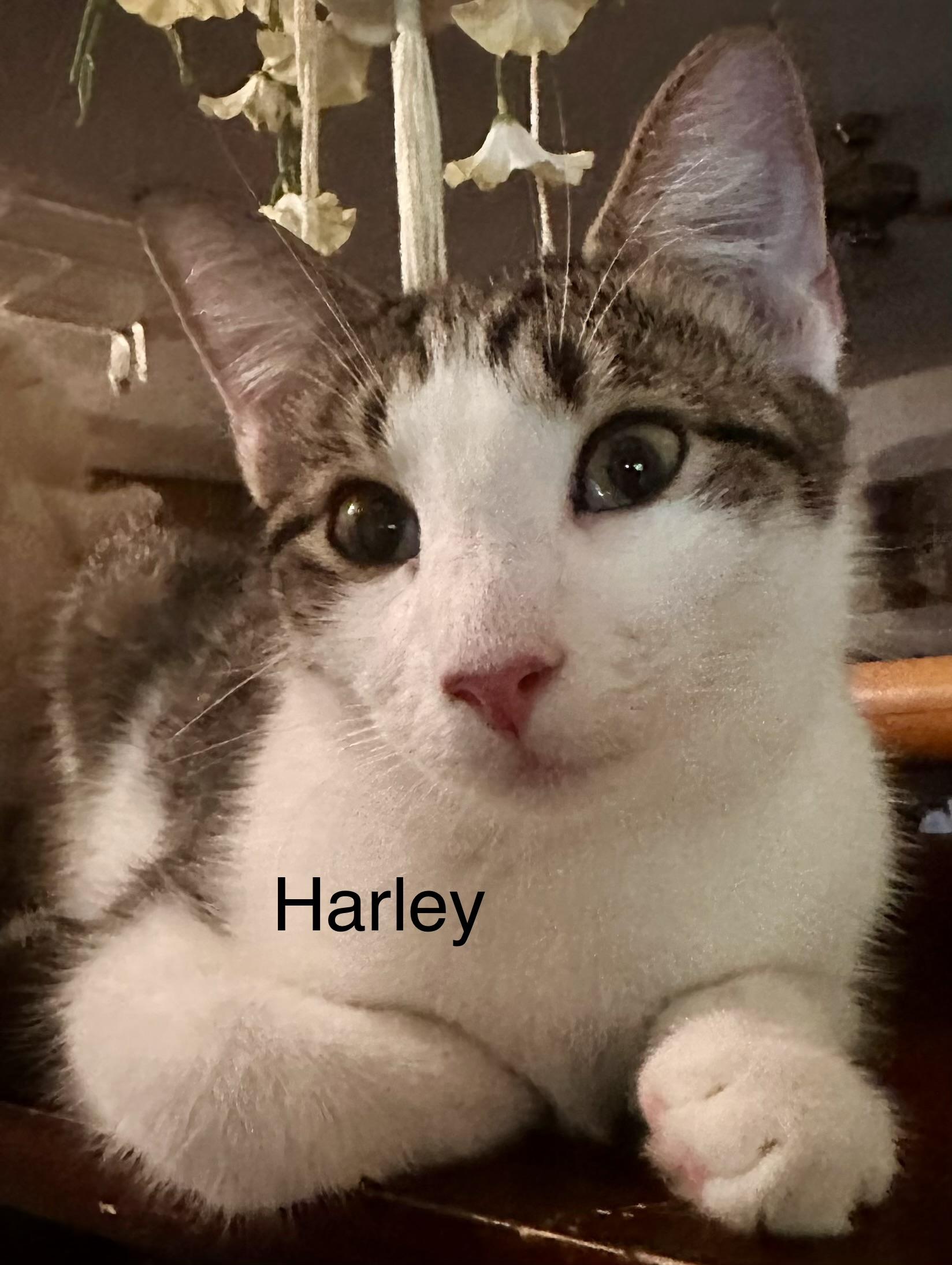 Harley photo