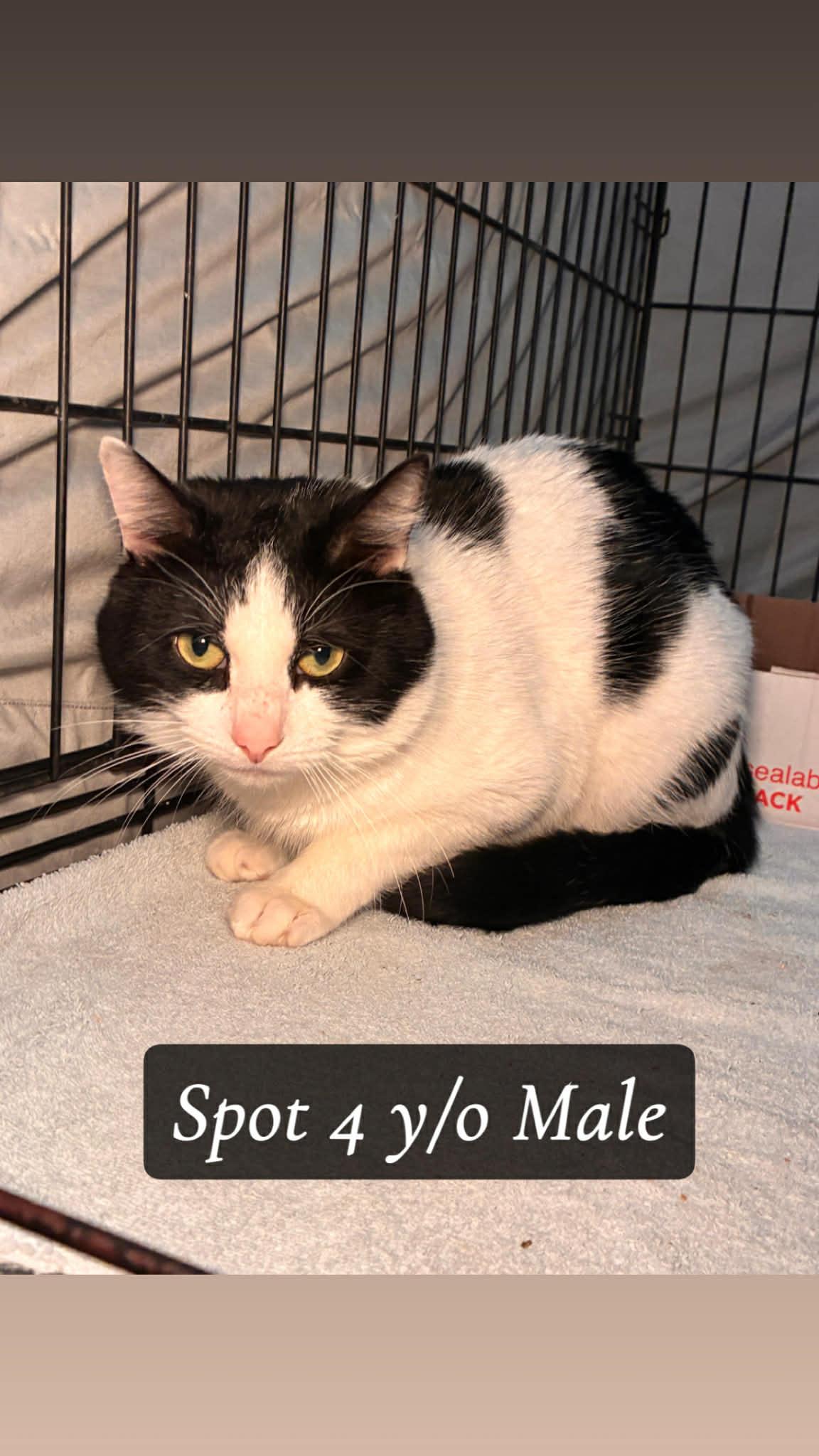 Enlarge Spot, a ADOPTABLE Domestic Short Hair in Westfield, MA image 1/1