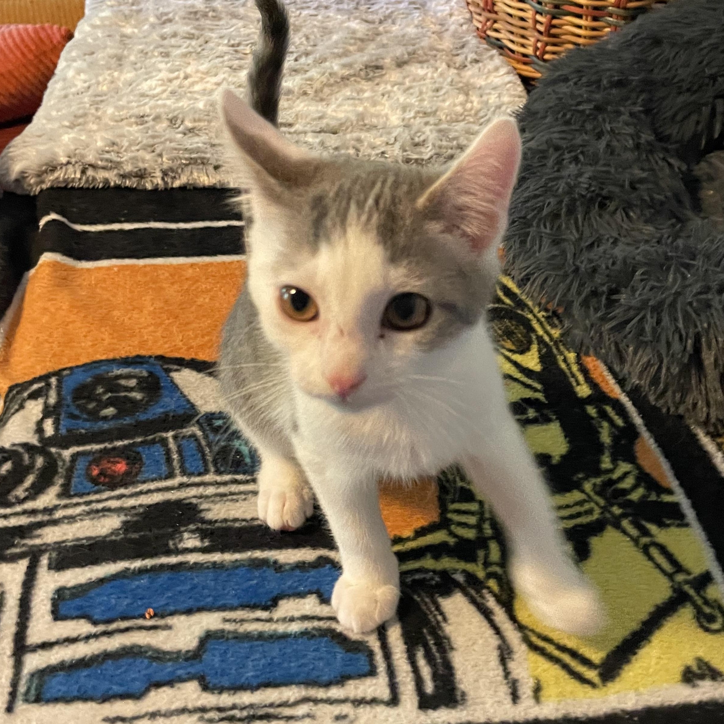 Twix, Adopted, Kitten Male American Shorthair.