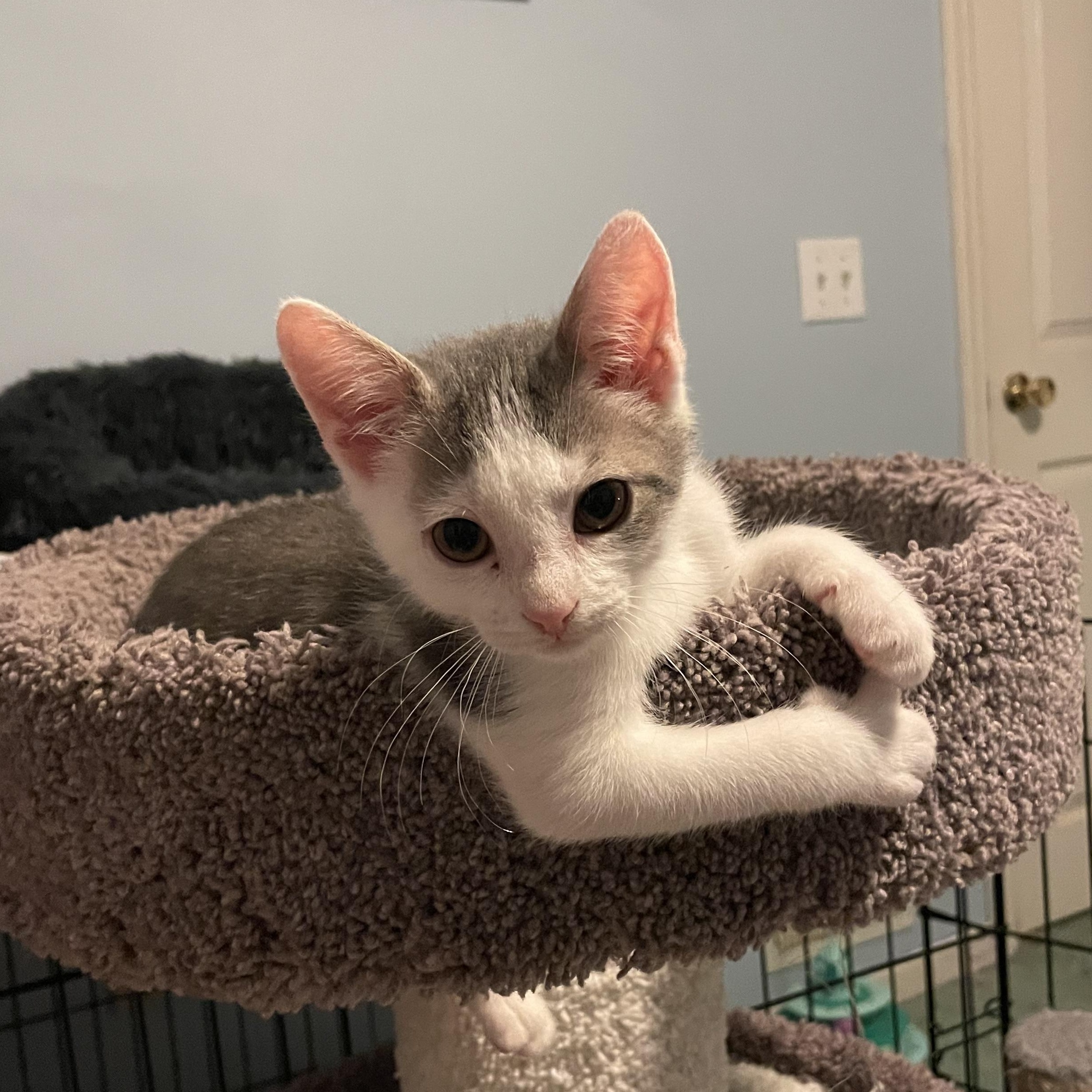 Enlarge Twix, a Adopted American Shorthair in Norton, MA image 2/3