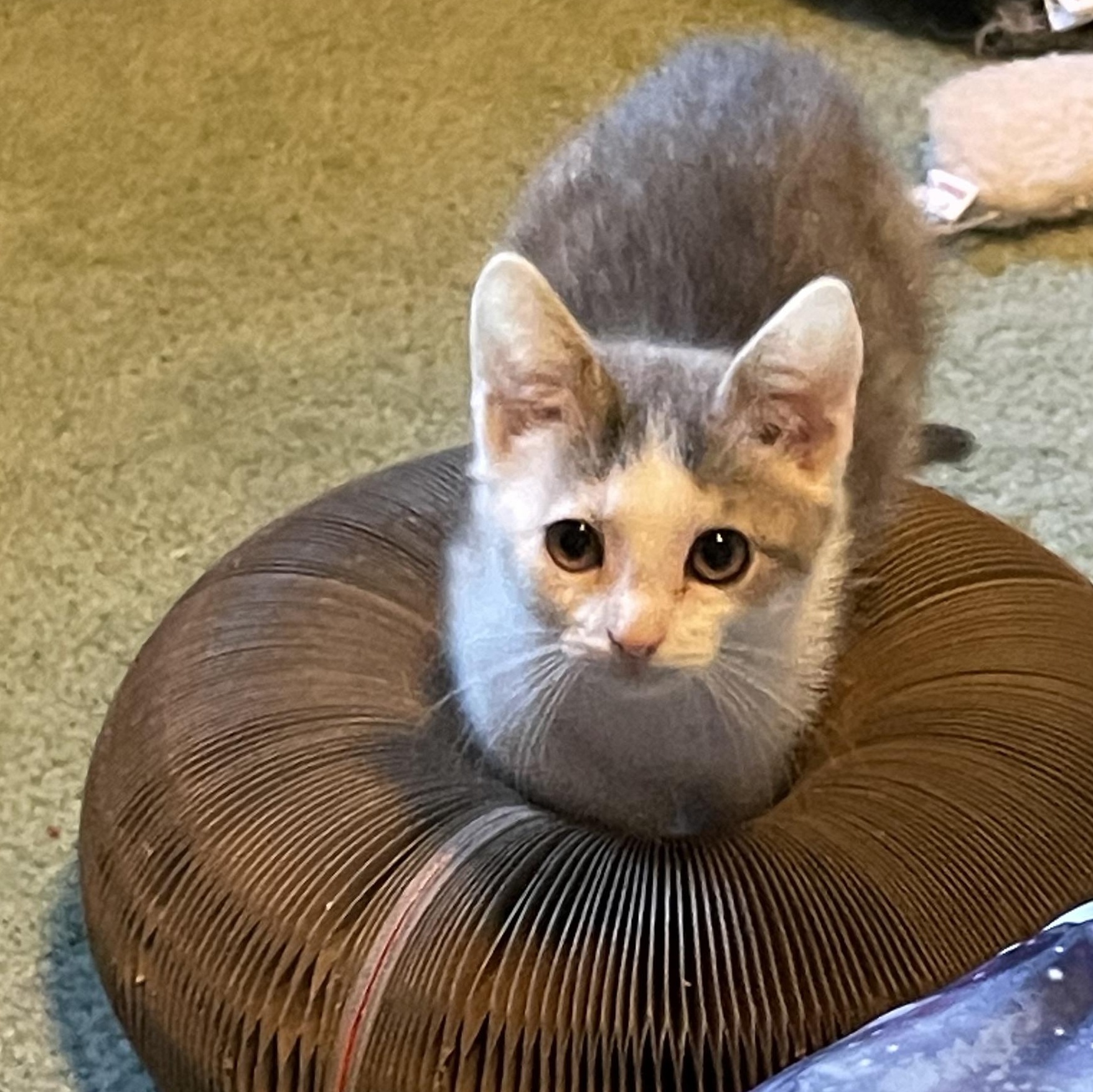 Enlarge Twix, a Adopted American Shorthair in Norton, MA image 3/3