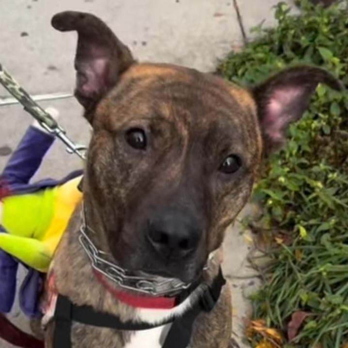 Enlarge TIGER, a Adoptable mixed breed in Staten Island, NY image 1/3