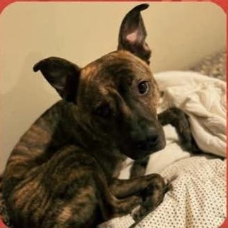 Enlarge TIGER, a Adoptable mixed breed in Staten Island, NY image 3/3