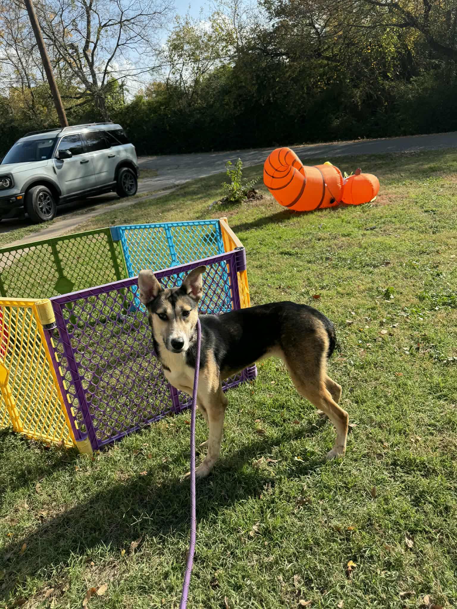 Deville J, a Adoptable mixed breed in Dallas, TX image 2/2