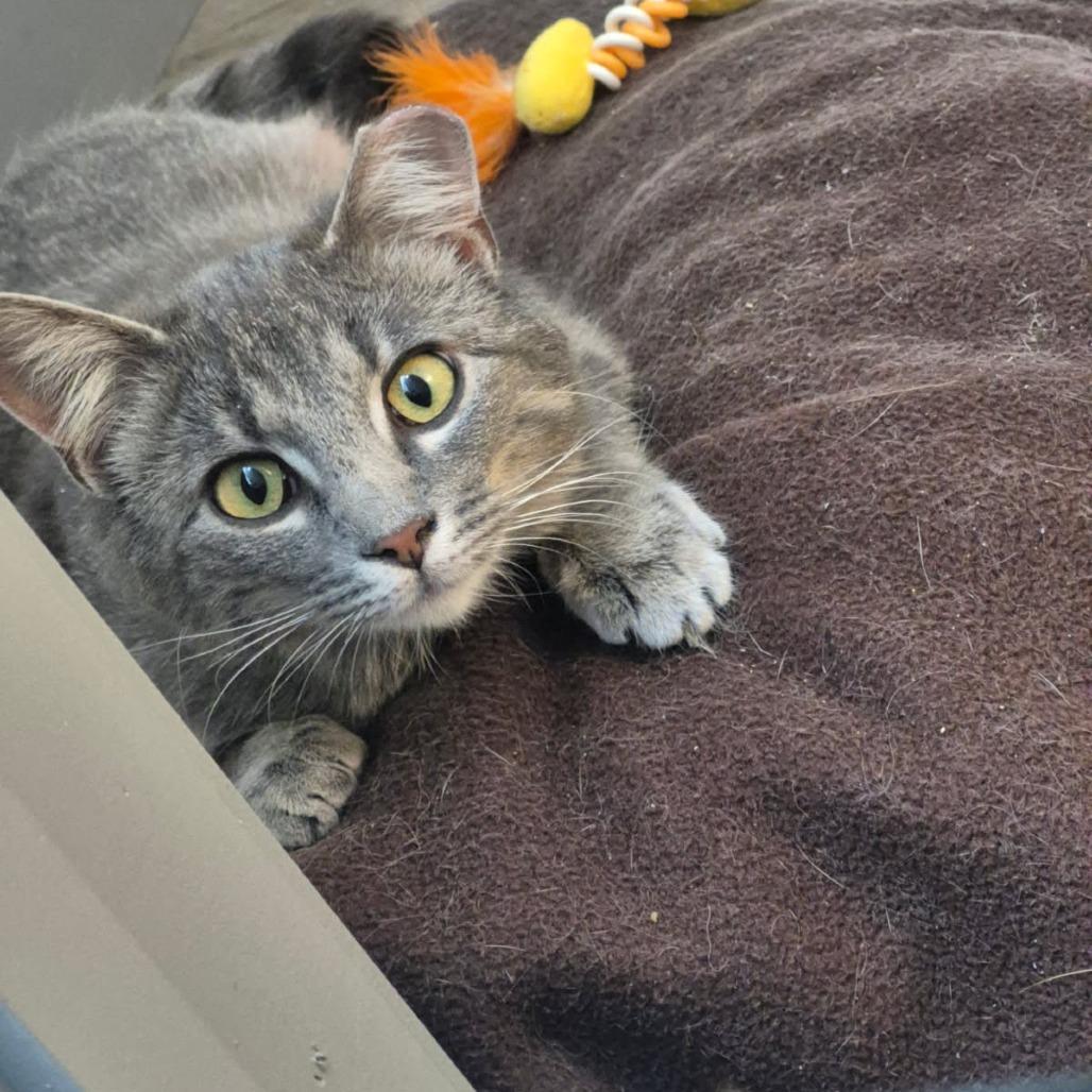 Heron, Adoptable, Young Female Domestic Short Hair.