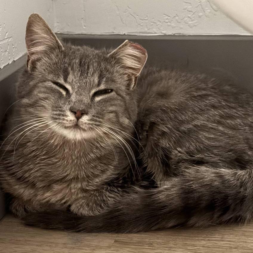 Heron, Adoptable, Young Female Domestic Short Hair.