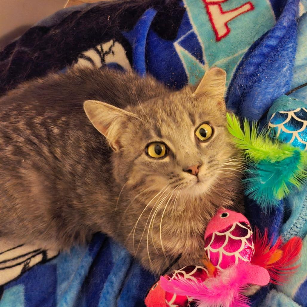 Enlarge Heron, a Adoptable Domestic Short Hair in Salt Lake City, UT image 2/5