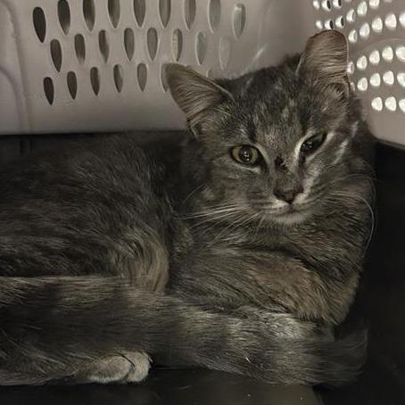 Enlarge Heron, a Adoptable Domestic Short Hair in Salt Lake City, UT image 3/5