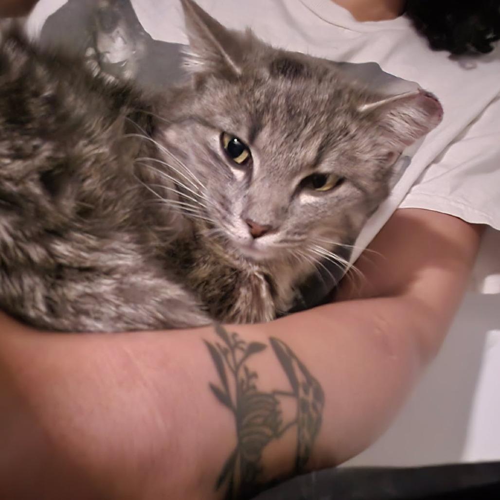 Enlarge Heron, a Adoptable Domestic Short Hair in Salt Lake City, UT image 4/5