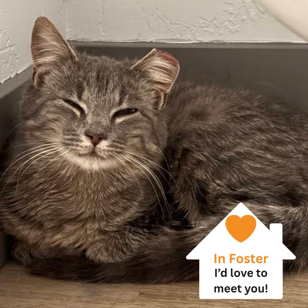 Enlarge Heron, a Adoptable Domestic Short Hair in Salt Lake City, UT image 5/5