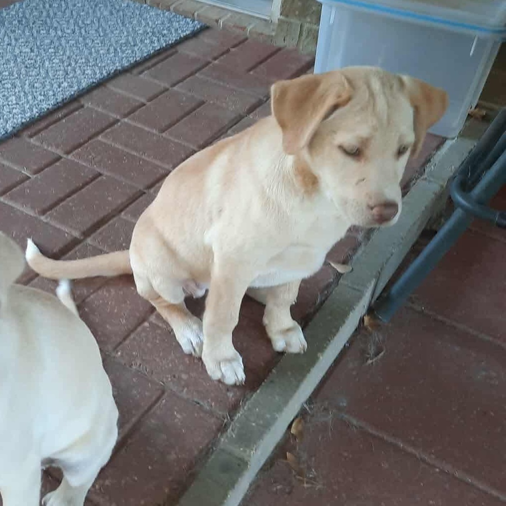 Xena, a Adoptable mixed breed in Foley, AL image 1/4