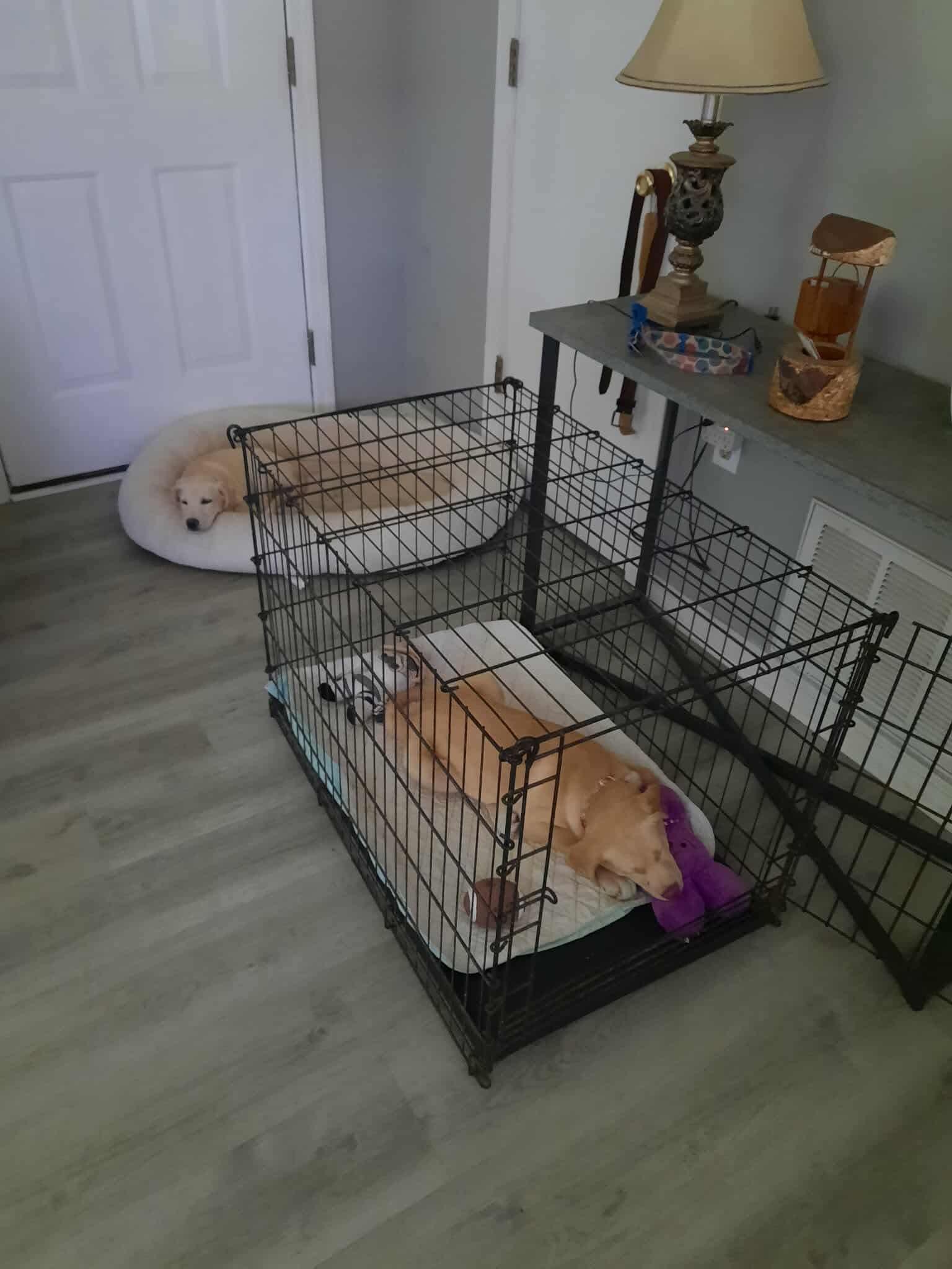 Xena, a Adoptable mixed breed in Foley, AL image 2/4