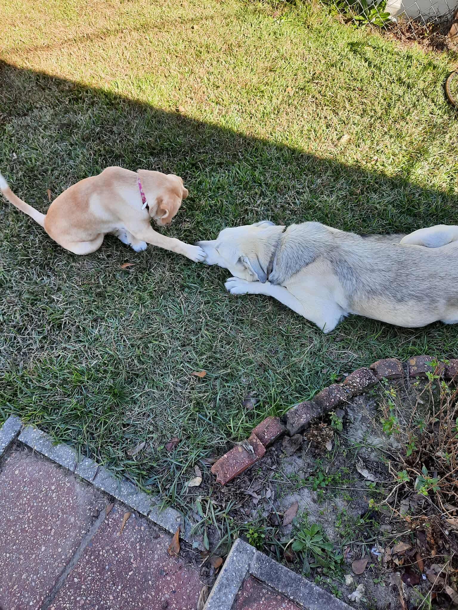 Xena, a Adoptable mixed breed in Foley, AL image 3/4