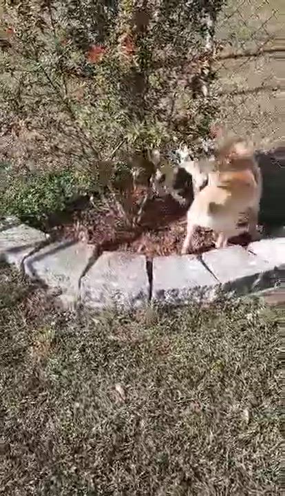 Enlarge Xena, a Adoptable mixed breed in Foley, AL video 4/4