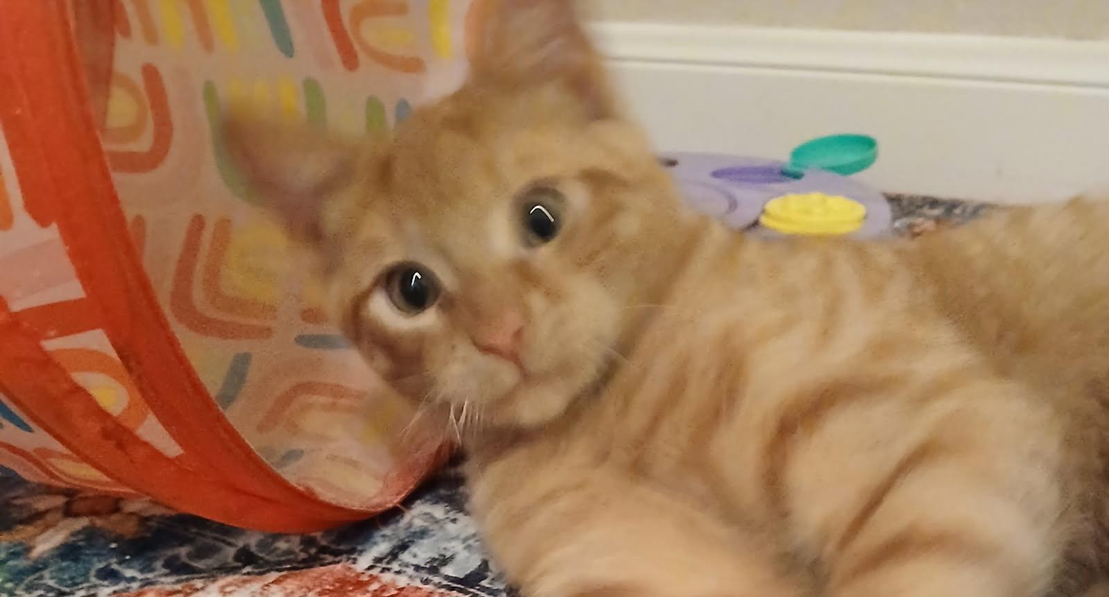Tiger, Baby Male Tabby