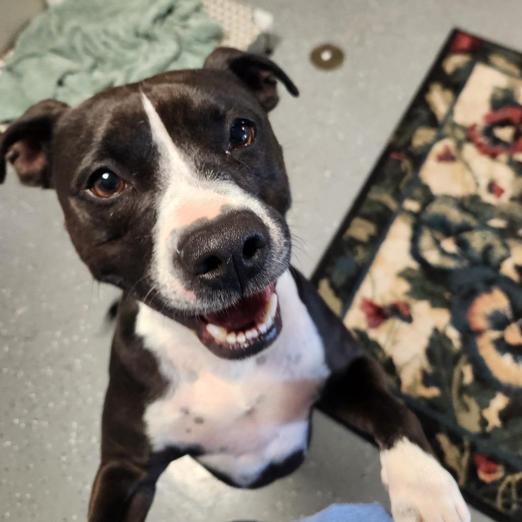 Enlarge Butcher, a Adoptable Mixed Breed in Danville, KY image 1/1