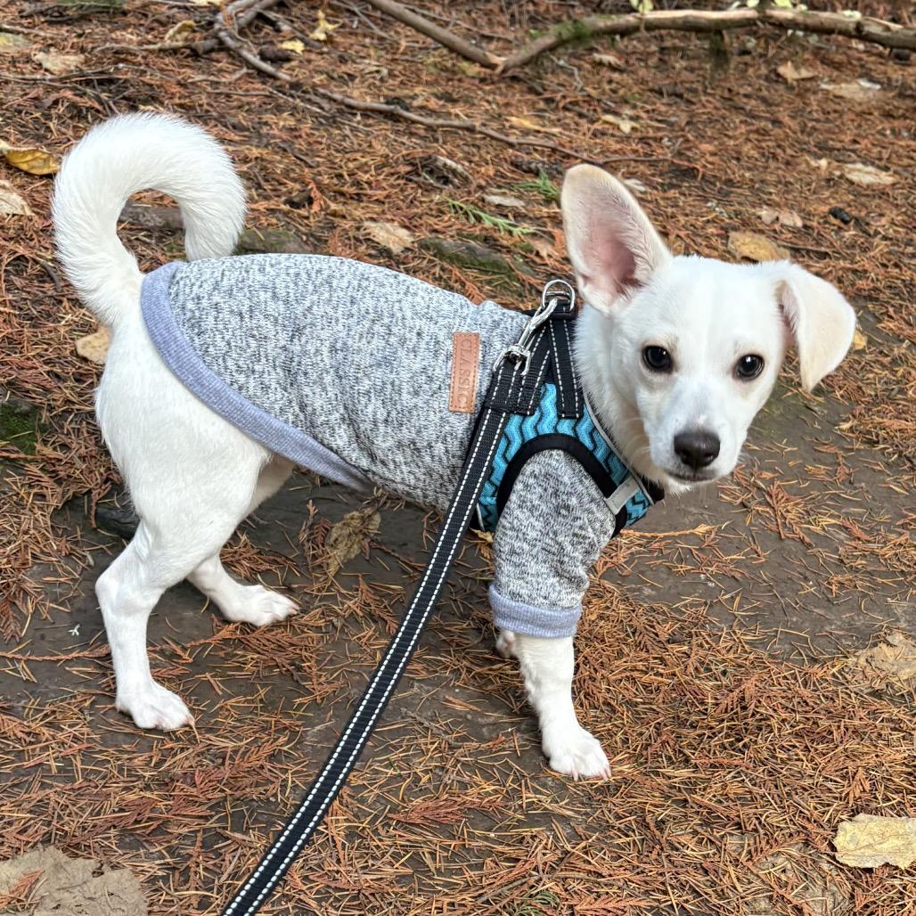 Snowball, a Adoptable mixed breed in West Richland, WA image 1/6