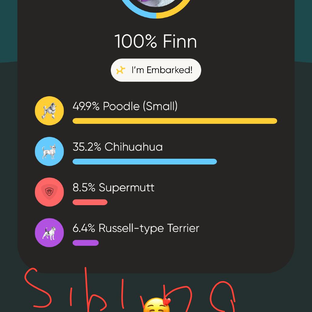 Snowball, a Adoptable mixed breed in West Richland, WA image 2/6