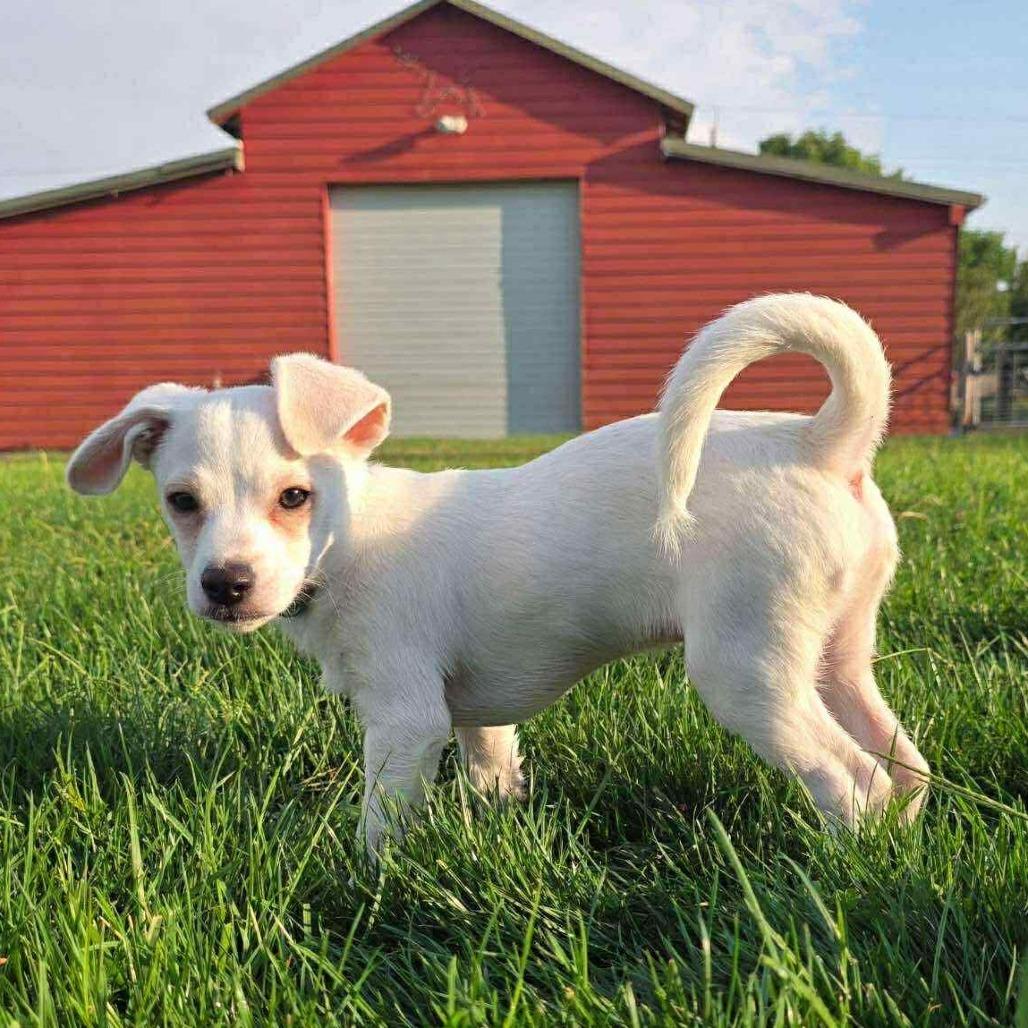 Snowball, a Adoptable mixed breed in West Richland, WA image 3/6