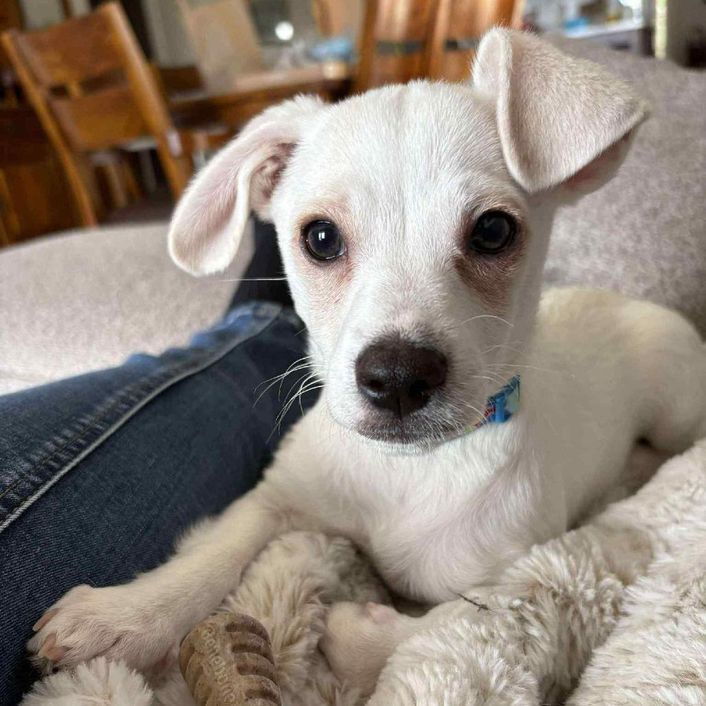 Snowball, a Adoptable mixed breed in West Richland, WA image 4/6