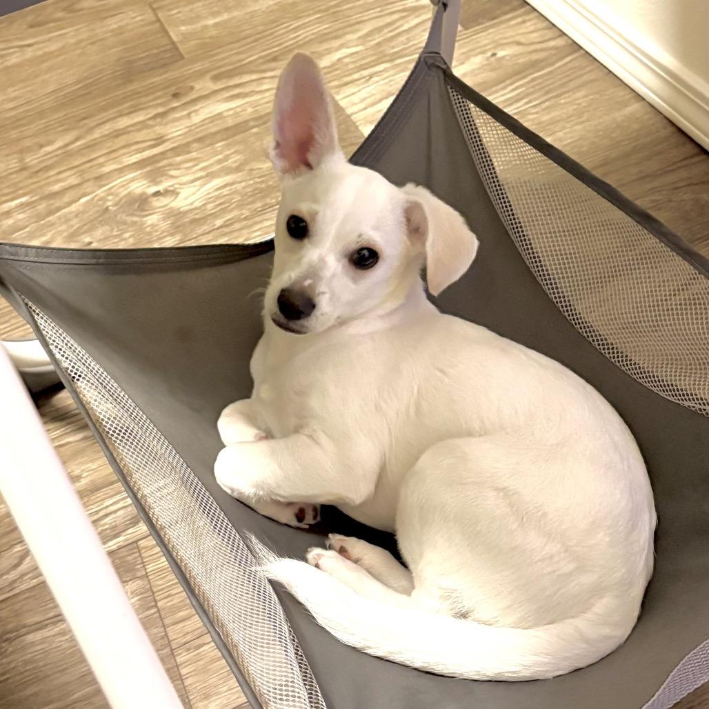 Snowball, a Adoptable mixed breed in West Richland, WA image 5/6