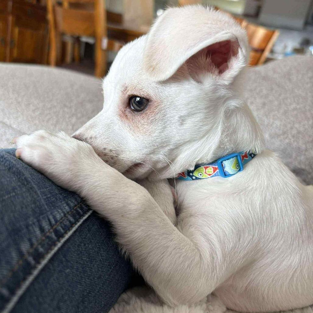 Snowball, a Adoptable mixed breed in West Richland, WA image 6/6
