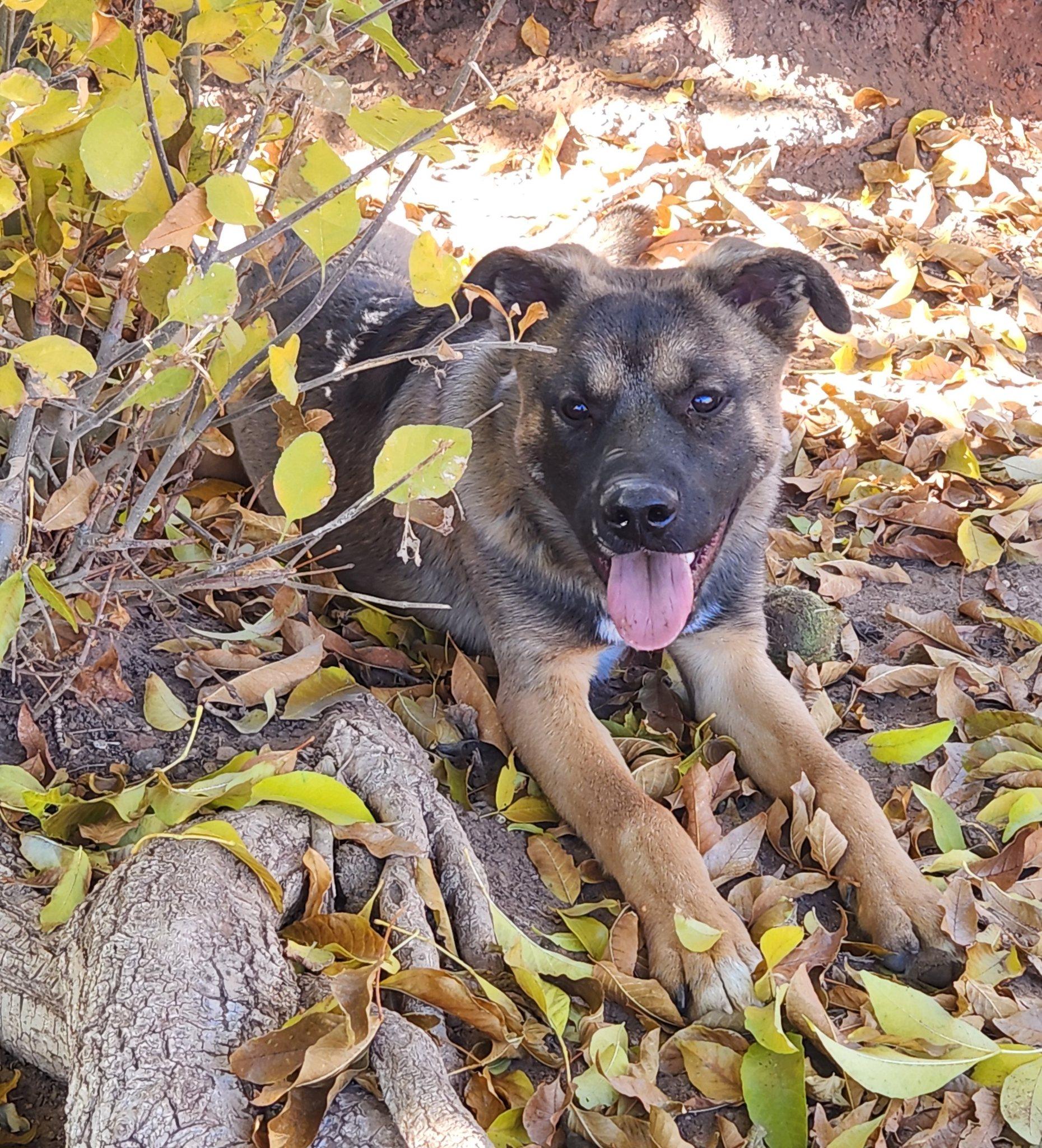 Jim Bob, ADOPTABLE, Puppy Male German Shepherd Dog.