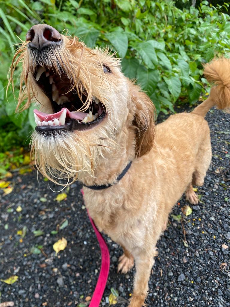 Ringo, Adoptable, Adult Male Poodle & Mixed Breed.