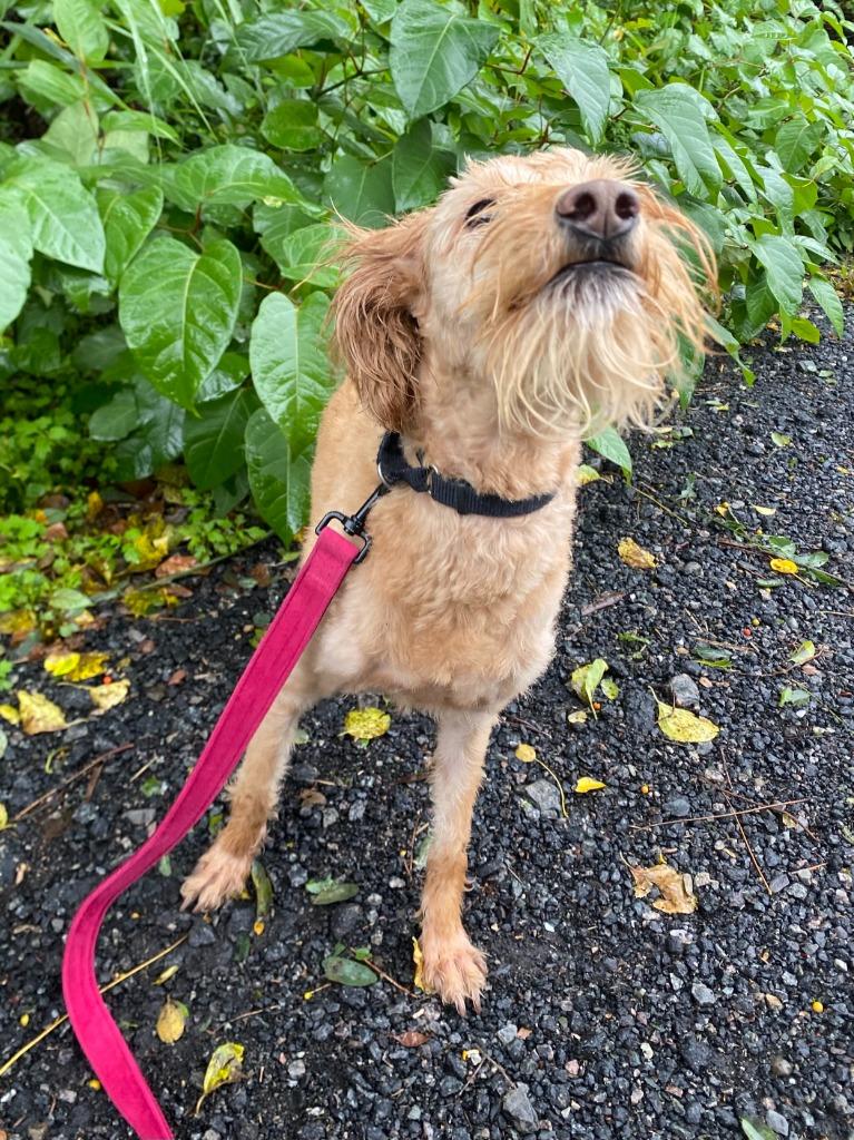 Enlarge Ringo, a Adoptable mixed breed in Fall River, MA image 2/6