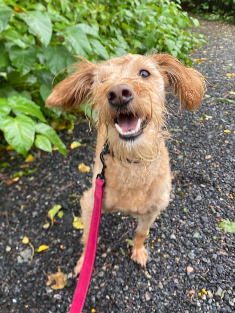Enlarge Ringo, a Adoptable mixed breed in Fall River, MA image 3/6