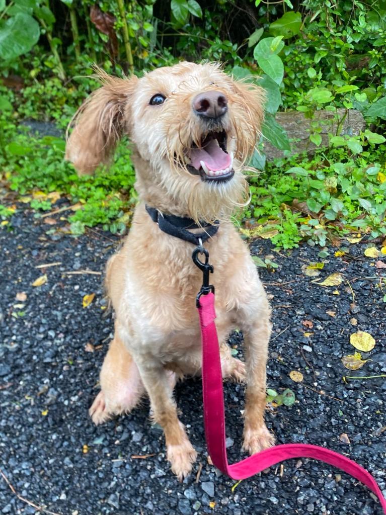Enlarge Ringo, a Adoptable mixed breed in Fall River, MA image 4/6