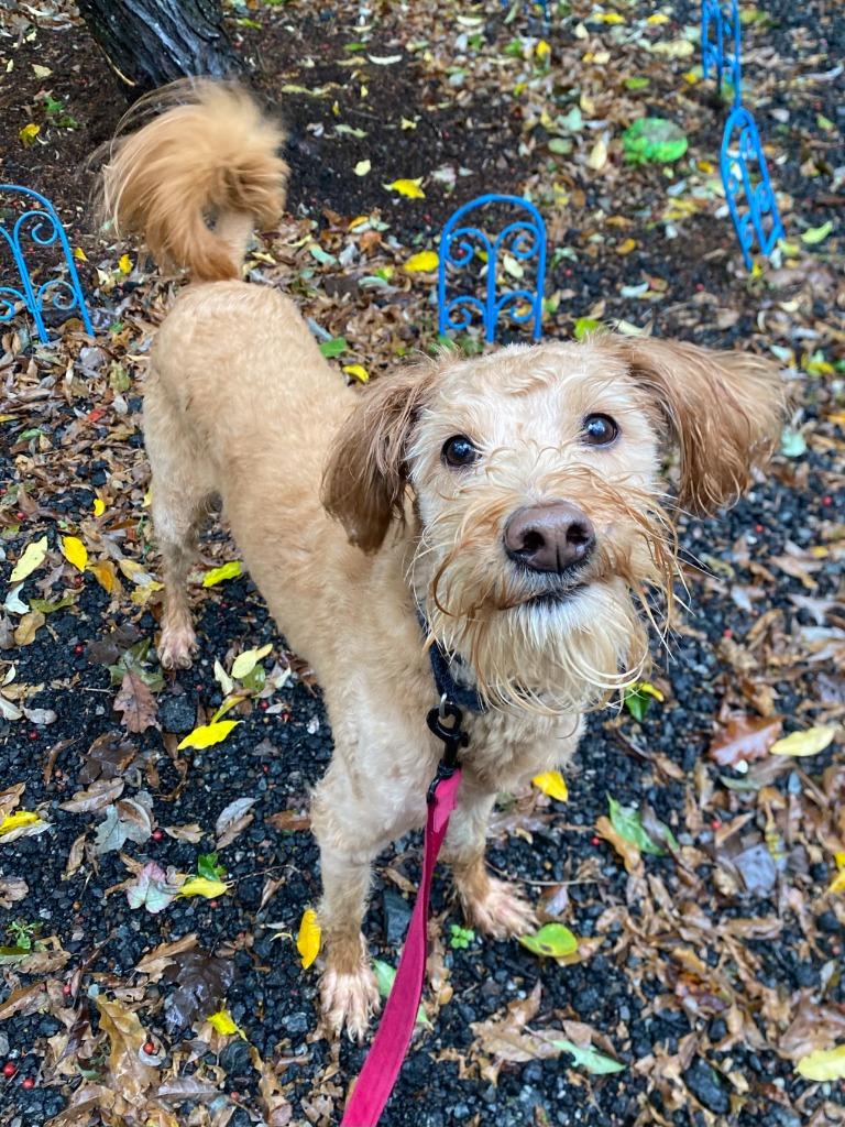 Enlarge Ringo, a Adoptable mixed breed in Fall River, MA image 6/6