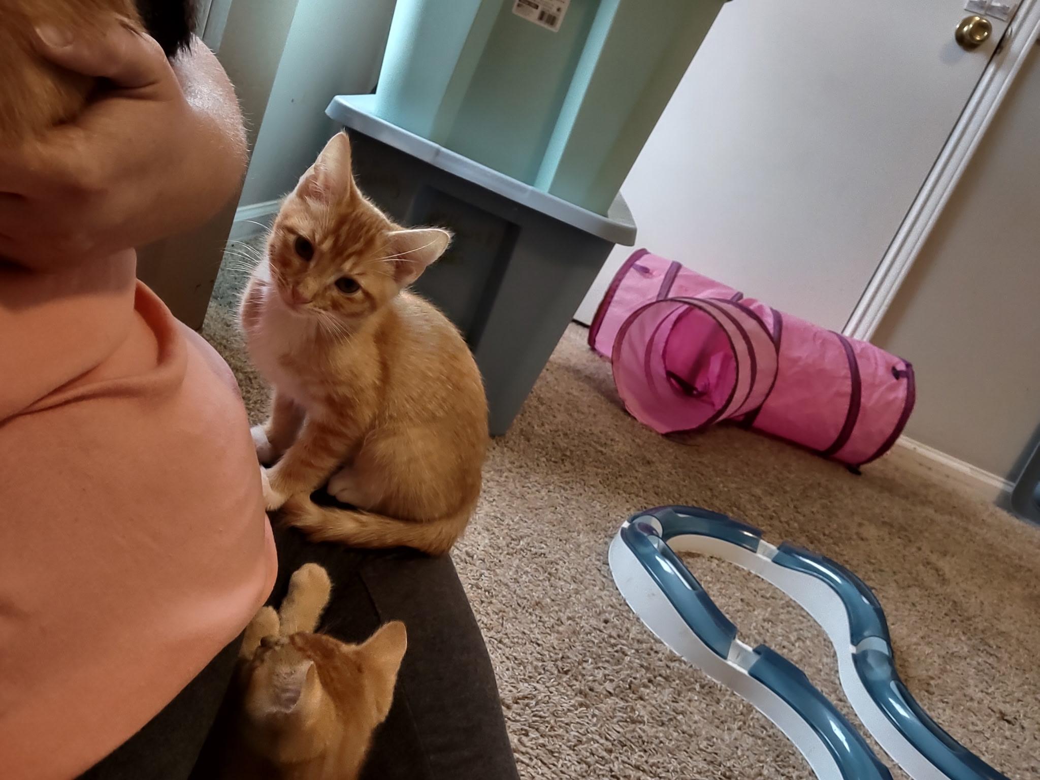 Crush/Soda Pop Kids, a ADOPTABLE American Shorthair in Shelbyville, TN image 2/3