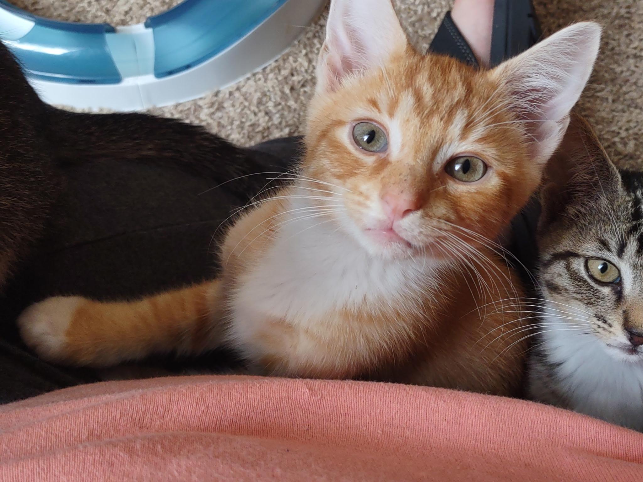 Crush/Soda Pop Kids, ADOPTABLE, Kitten Male American Shorthair.