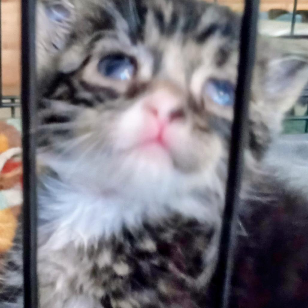 Delores Coha thumbnail 2